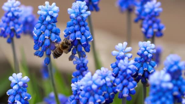 Pszczoła pływające w pobliżu Muscari kwiat — Wideo stockowe