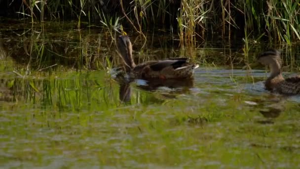 Canard colvert plongée — Video