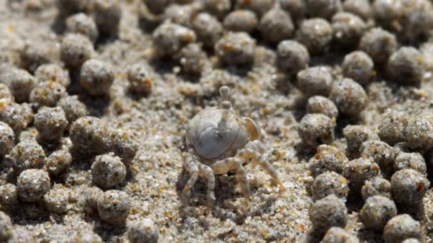 Άμμο bubbler Καβούρι, γκρο πλαν — Αρχείο Βίντεο