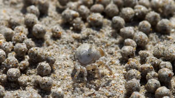 Zand waskolf krab, close-up — Stockvideo