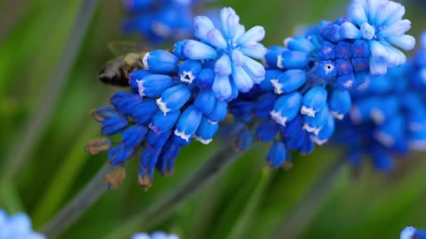 Bee on the Muscari flower — Stock Video