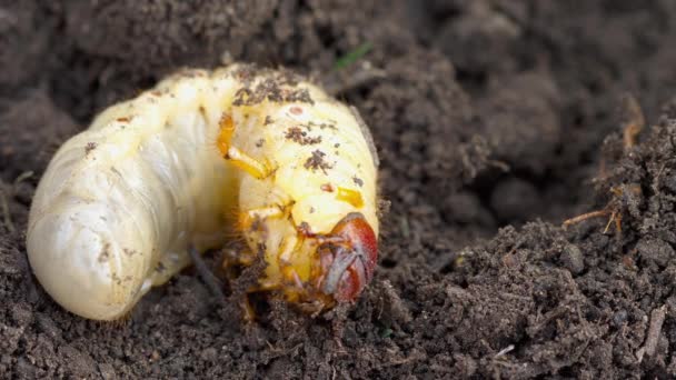 Может личинок жука в почве — стоковое видео