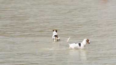 Jack Russell Terrier köpekleri sahilde
