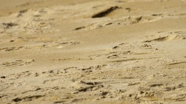 Cangrejo en la playa de arena — Vídeos de Stock