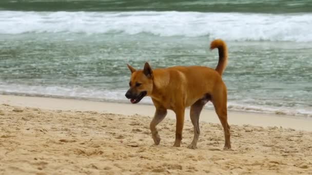 狗走在沙滩上 — 图库视频影像