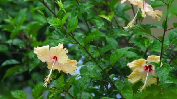 Flor de hibisco cremoso bajo la lluvia — Vídeo de stock