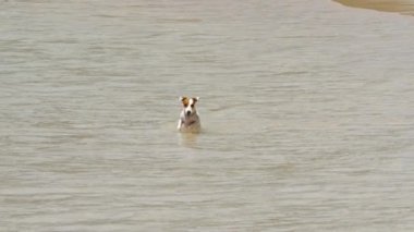 Jack Russell Terrier köpekleri sahilde