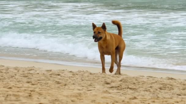 Hond liep op het strand — Stockvideo