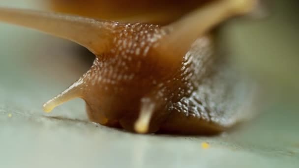 Garden snail crawling, macro — Stock Video