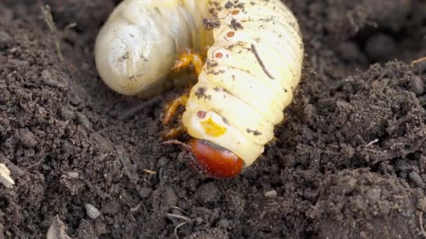 Pode inseto larva no solo — Vídeo de Stock