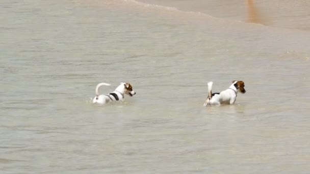Jack Russell Terrier cães na praia — Vídeo de Stock