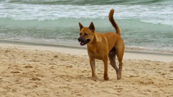 Kutya sétált a tengerparton — Stock videók