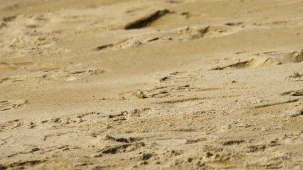 Καβούρι στην αμμώδη παραλία — Αρχείο Βίντεο
