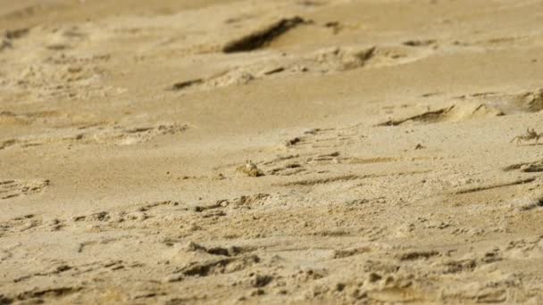 Cangrejo en la playa de arena — Vídeos de Stock