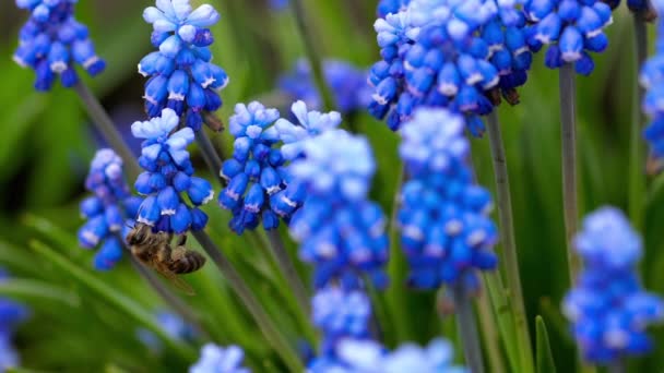 Pszczoła pływające w pobliżu Muscari kwiat — Wideo stockowe