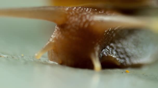 Escargot du jardin rampant, macro — Video