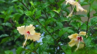 Kremsi hibiscus çiçek yağmur altında