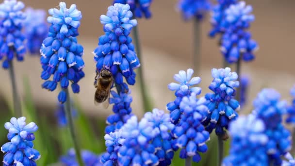Бджола літати біля квітки мускарі — стокове відео
