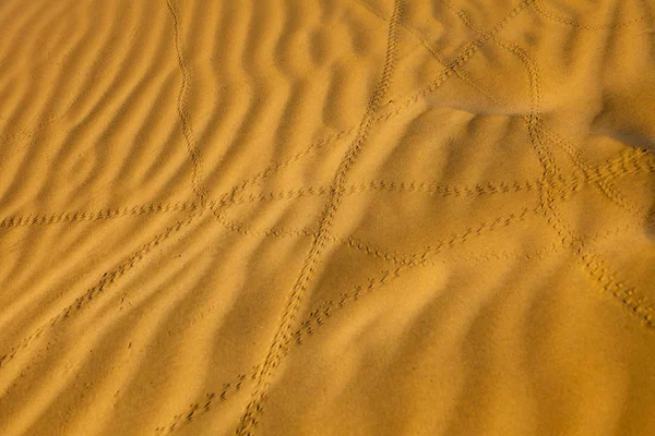 Sporen van kevers in de woestijn — Stockfoto