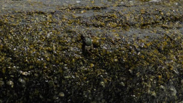 Cangrejos y rockskippers en la roca en la playa — Vídeos de Stock