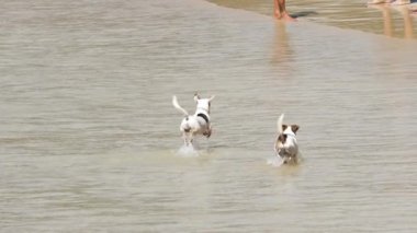 Jack Russell Terrier köpekleri sahilde