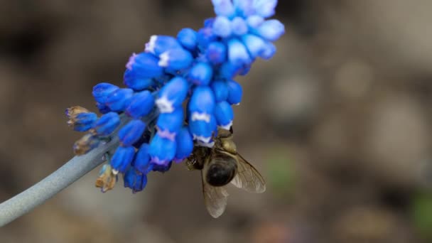 Abeille sur la fleur de Muscari — Video