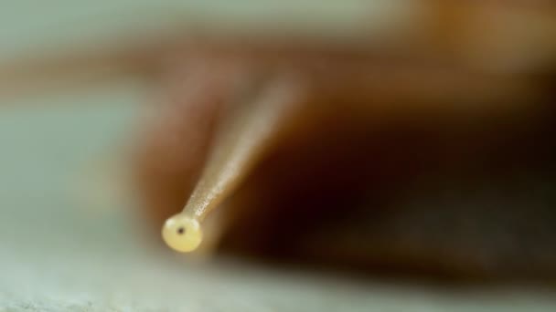 花园蜗牛爬行, 宏 — 图库视频影像