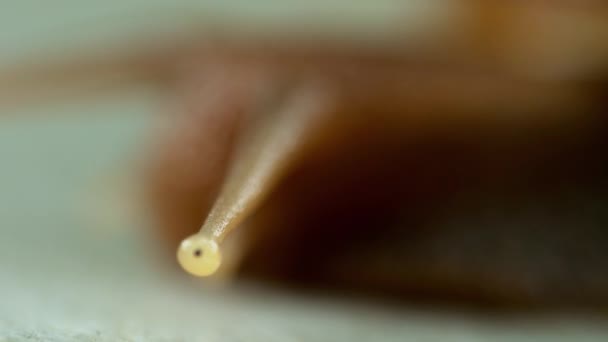 Escargot du jardin rampant, macro 