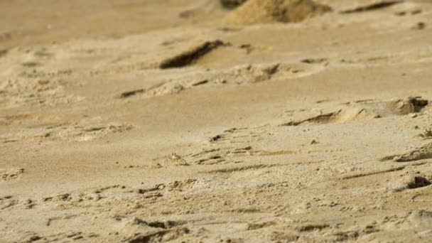 Cangrejo en la playa de arena — Vídeos de Stock