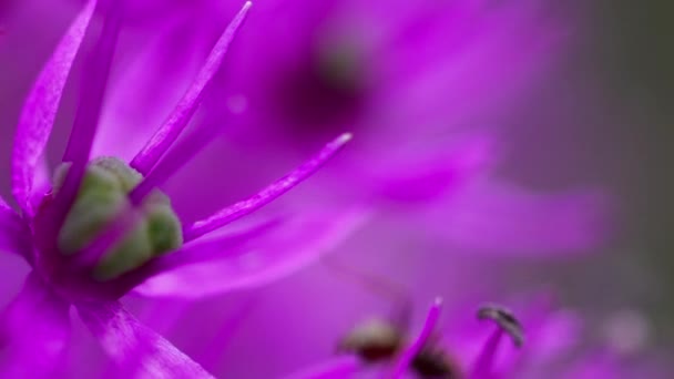 Мураха на цибулі квітка — стокове відео