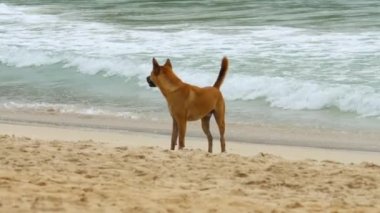 Köpek sahilde yürüdü