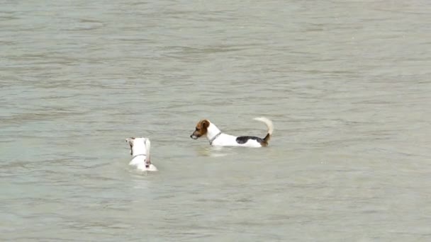 Jack Russell Terrier cães na praia — Vídeo de Stock