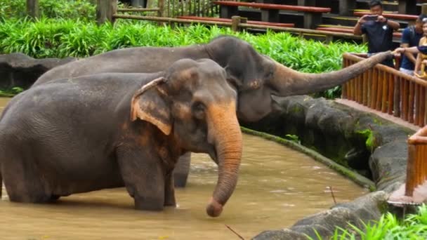 Utfodring elefanter i nationalparken — Stockvideo