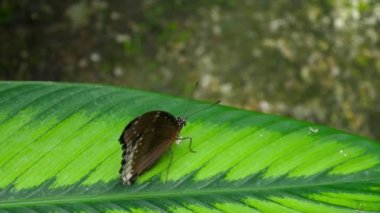 Tropikal kelebek Hypolimnas misippus
