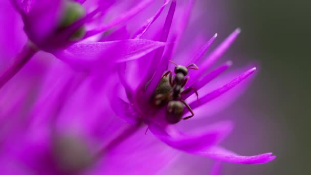 Formica sul fiore di cipolla — Video Stock