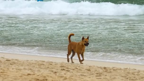 犬はビーチで歩いた — ストック動画
