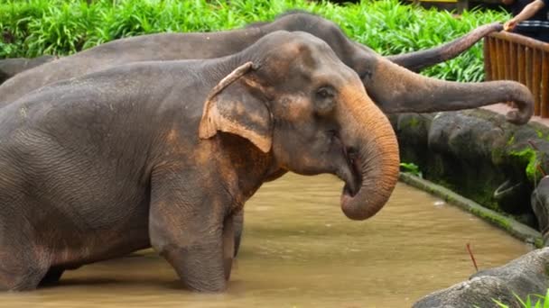 Karmienie słoni w parku narodowym — Wideo stockowe