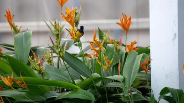 Lila Sonnenvogel auf der Vogelparadiesblume — Stockvideo