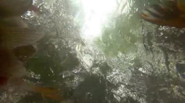 Sualtı Koi balık gölet yeme.