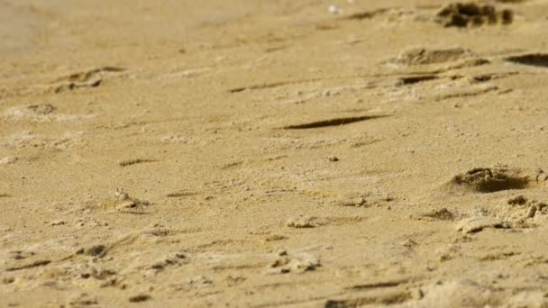 Cangrejo en la playa de arena — Vídeos de Stock