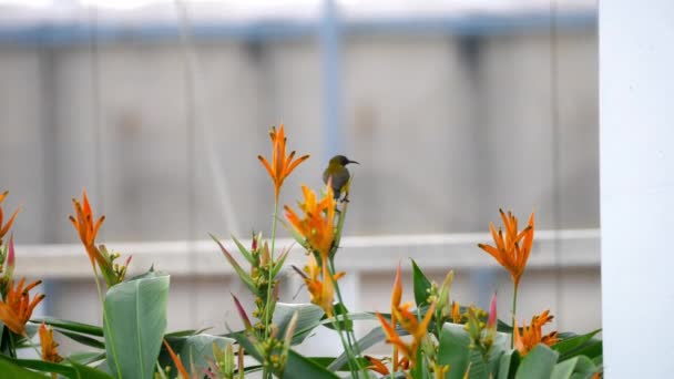 Μωβ Sunbird στο πουλί παράδεισος λουλούδι — Αρχείο Βίντεο