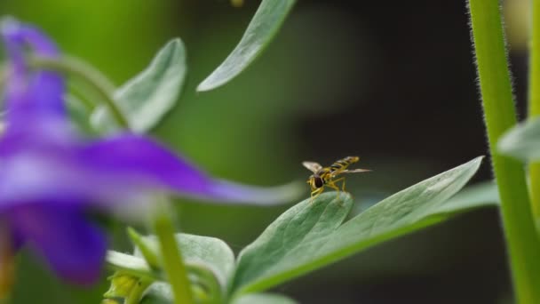 Közeli kép: sárga-fekete hoverfly — Stock videók