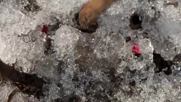 Time-Lapse tiro de neve derretida — Vídeo de Stock