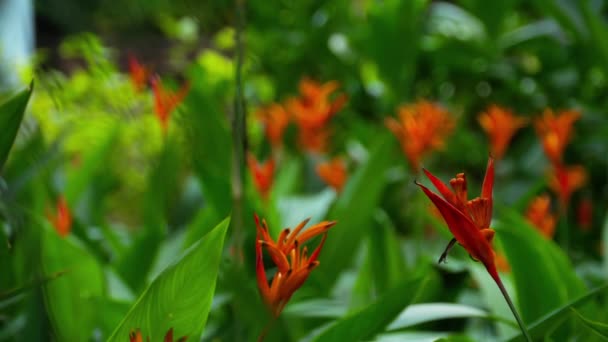Paradicsommadár virága a kertben — Stock videók