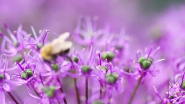 Soğan çiçeği üzerinde bumblebee