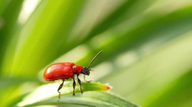 Lilioceris lilii kırmızı böcek, bir yaprak üzerinde oturur.