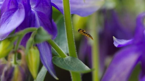 Γκρο πλαν hoverfly κίτρινο-μαύρο — Αρχείο Βίντεο