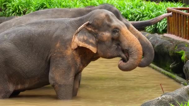 Alimentación de elefantes en el Parque Nacional — Vídeo de stock