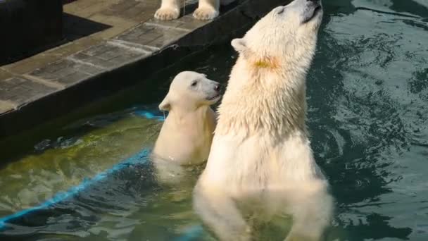 Eisbär mit Jungen beim Spielen im Wasser — Stockvideo