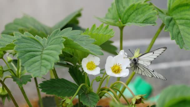 Black Veined White butterfly — Stock Video